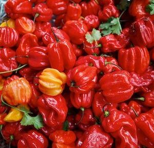 Pili Pili fresh 4kg