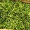 Fumbwa fresh 1 Kg